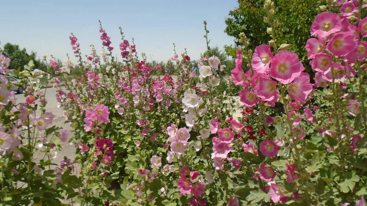 Мальва кустовая. Мальва бабушкин цветок. Цветы мальва просвирник. Цветаева качаются на клумбах мальвы. Мальва деревенский цветок.