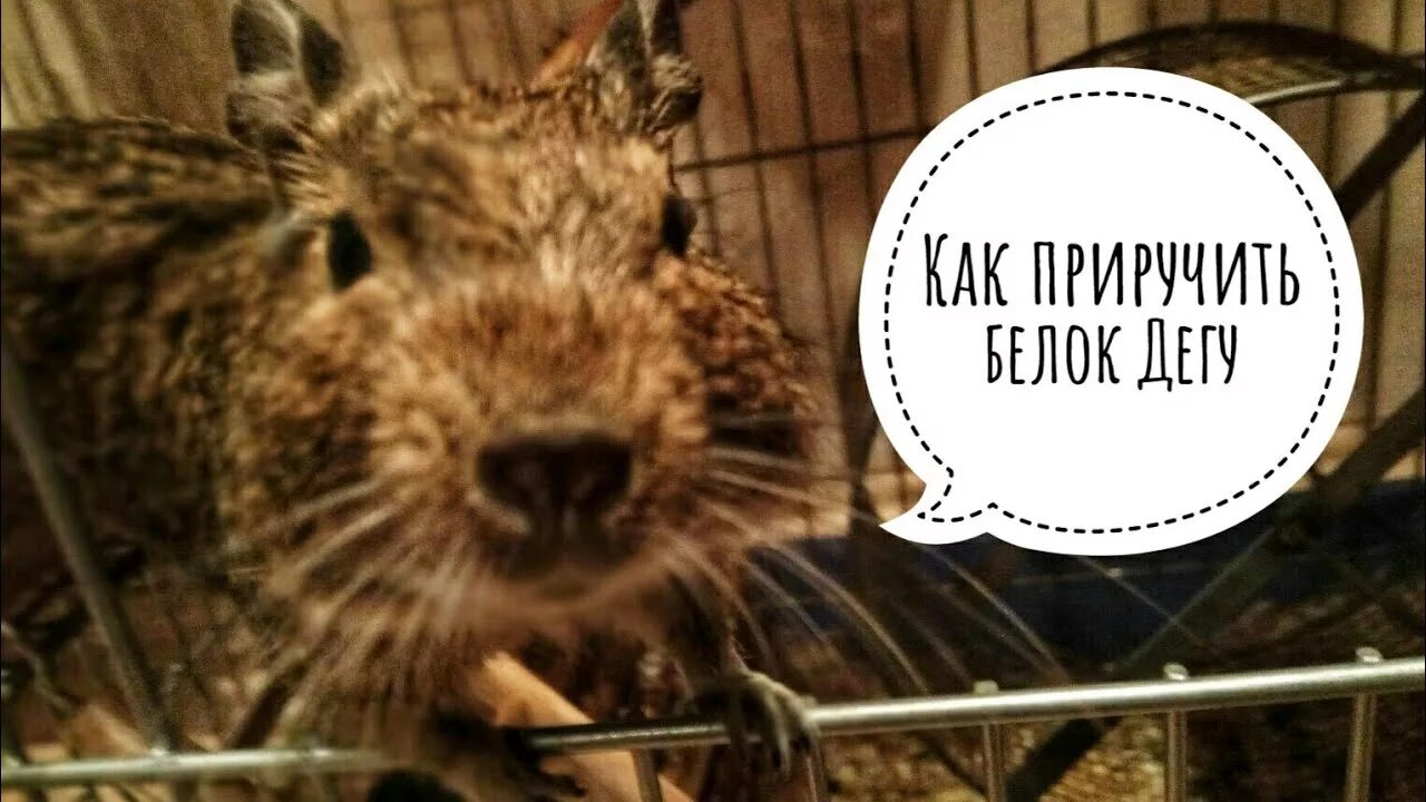 Можно приручить белку. Как приручить белку. как приручить дегу. как можно приручить белку. как приручить дегу к рукам.