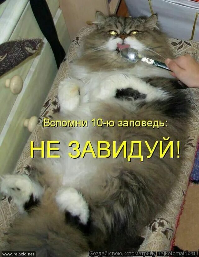 Люби корми и никому не отдавай. Меня никто не кормит. Кошечки надписи. Не корми медведя. Мемы с едой.