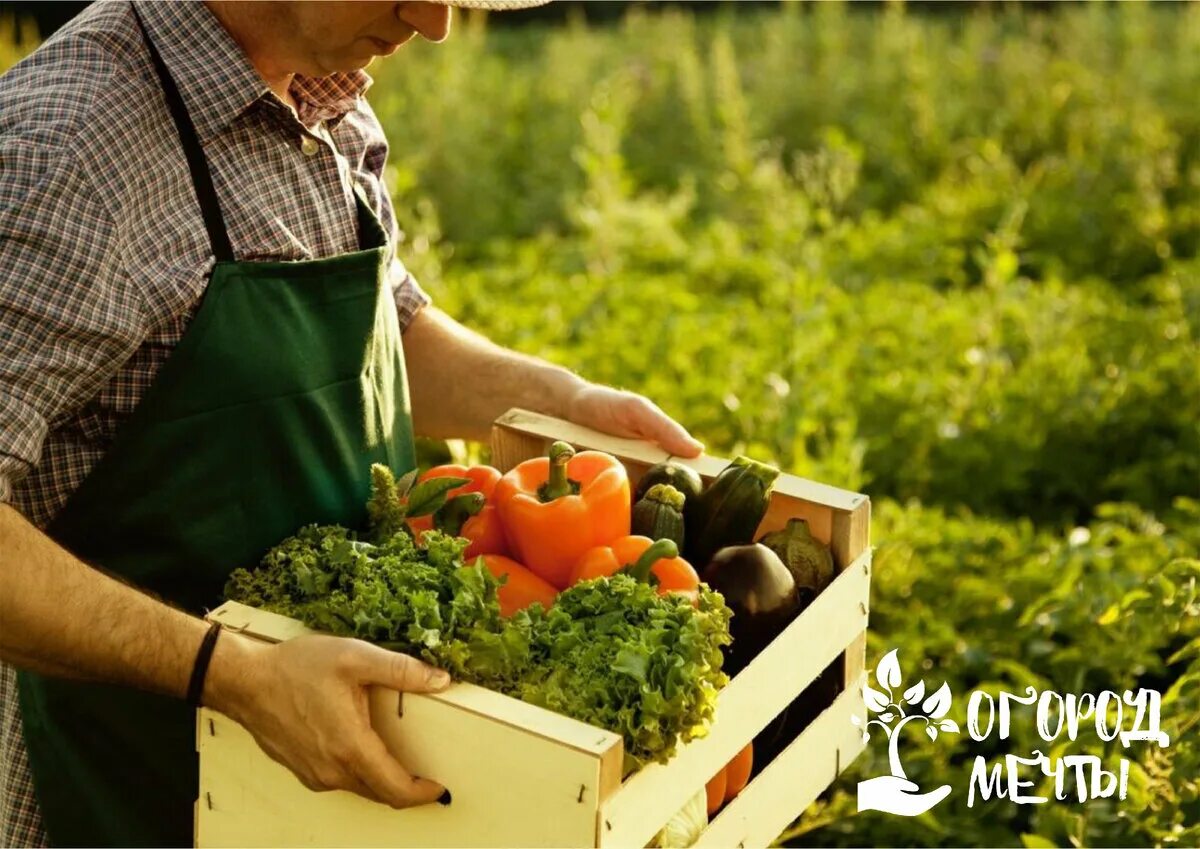 Биотехнология в селекции растений. Полиплоидия виноград. Полиплоиды у растений. Получением высокоурожайных растений занимается наука. Ljcnbxtybt hjccbqcrb[ ctkbrwbjythjd d hfcntybdjl.