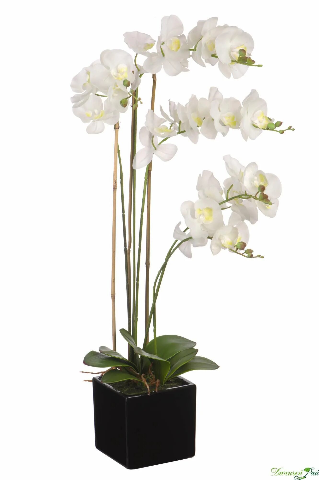 Орхидея в горшке купить в самаре. Орхидея Royal tiny Kizz. Архидея белая в горшке. Белая Орхидея в горшке. Фаленопсис белый в горшке.
