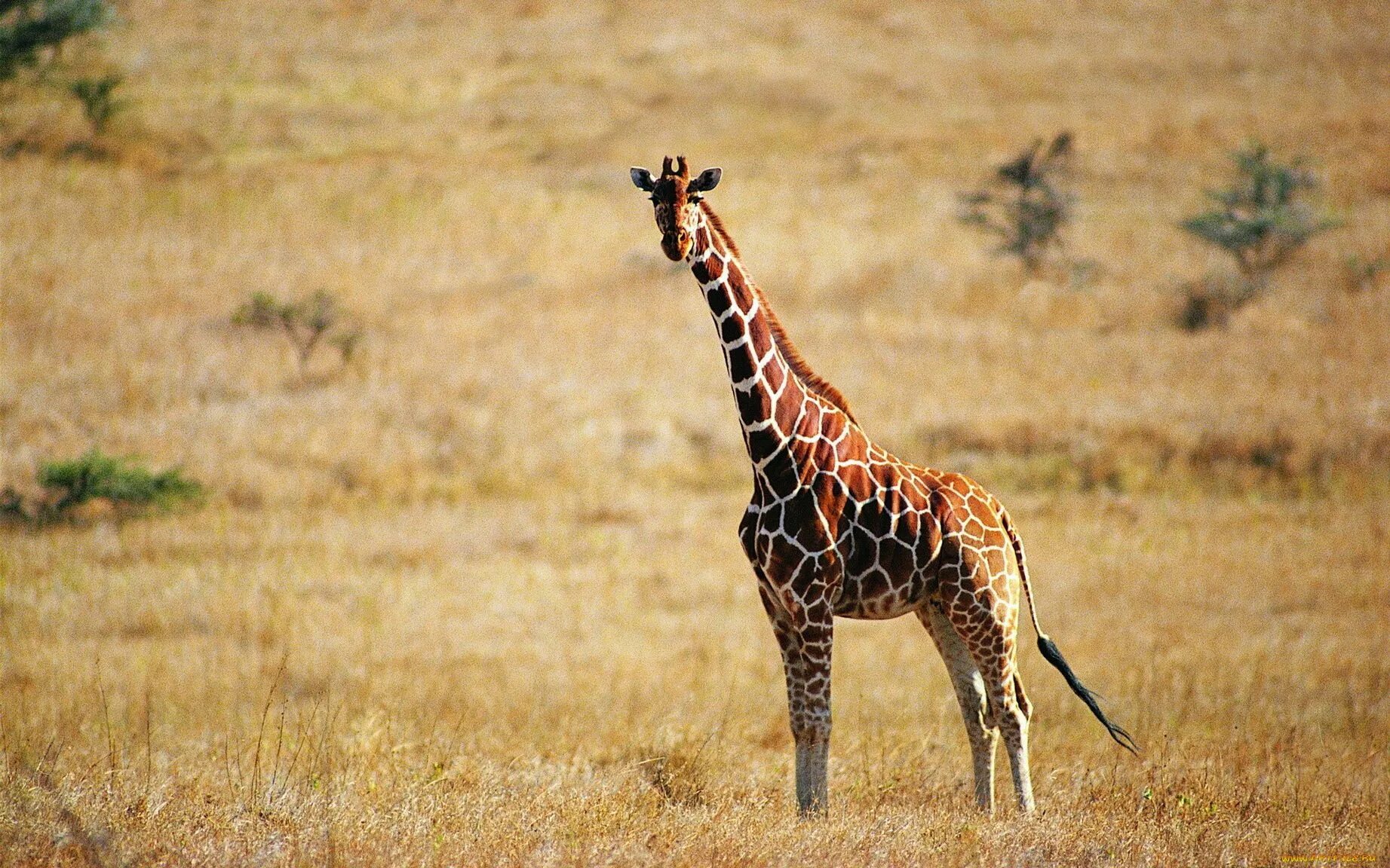 Giraffa Giraffa животные. Жираф фото. Жираф в Африке. Африканские звери. Жираф африканское животное