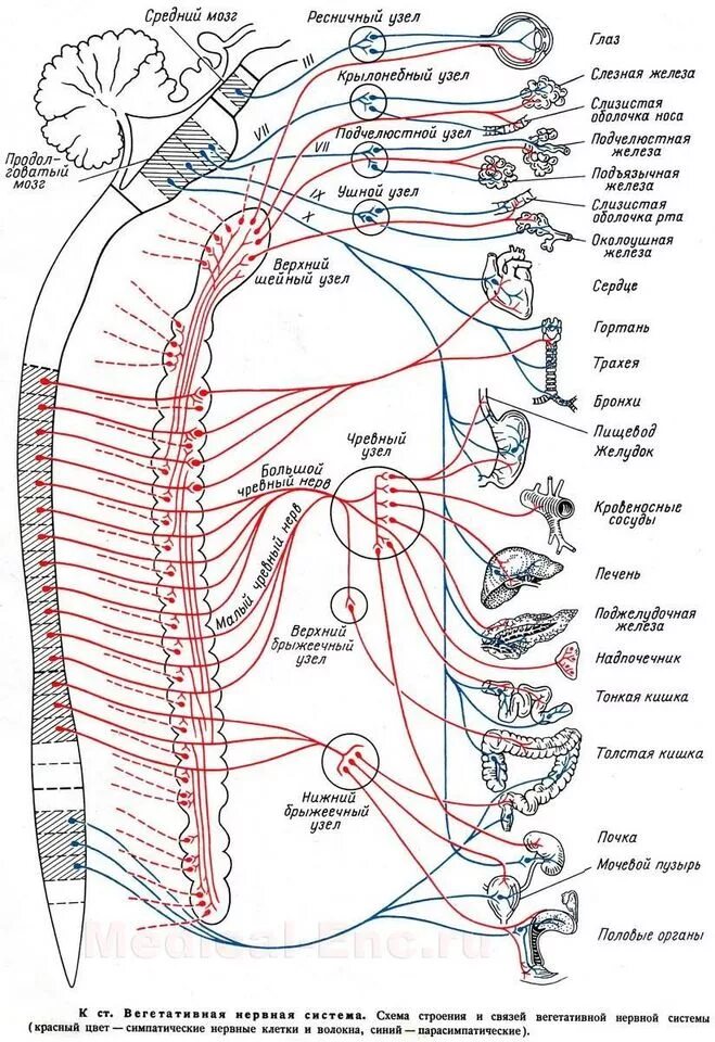 Связь органов человека. Схема вегетативной иннервации внутренних органов. Вегетативная иннервация внутренних органов таблица. Схема строения симпатической и парасимпатической нервной системы. Схема парасимпатической иннервации.