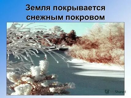 Роль снегового покрова в жизни растений