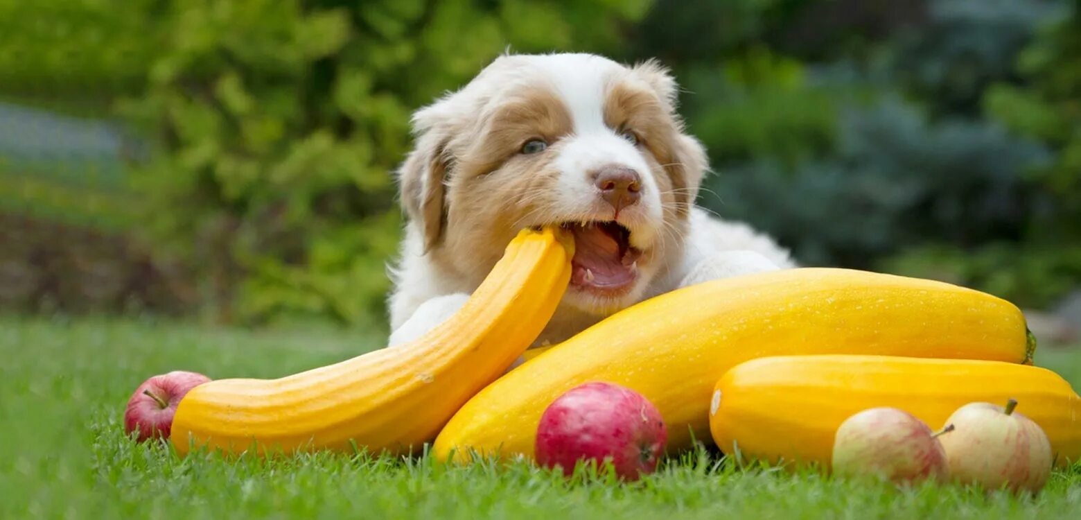 Можно собаке давать фрукты. Овощи для собак. Собака и фрукты. Фрукты и овощи для собак. Собака ест овощи.