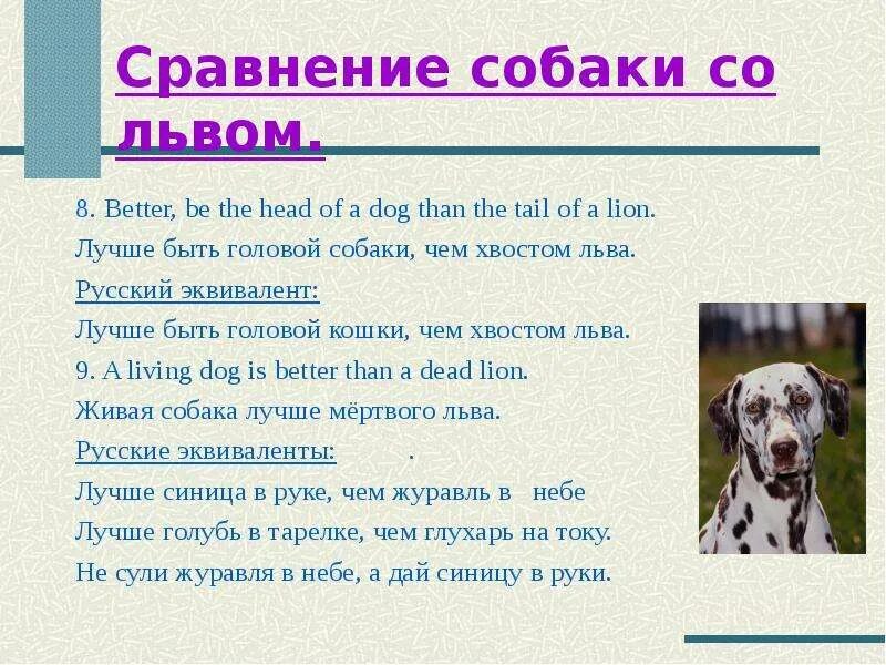 Рассказ про собаку 3 класс английский язык с переводом. Пословицы и поговорки на английском про собак. Проект по английскому про собаку. Загадка по английскому про собаку. Скажи по английски собака