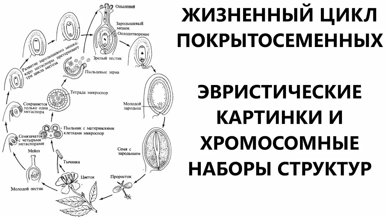 Жизненные циклы егэ биология задания