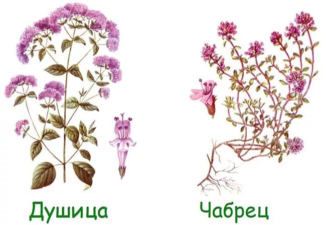 Чабрец как отличить. Душица обыкновенная и чабрец. чабрец орегано и душица. орегано душица чабрец отличия. тимьян чабрец душица отличия.
