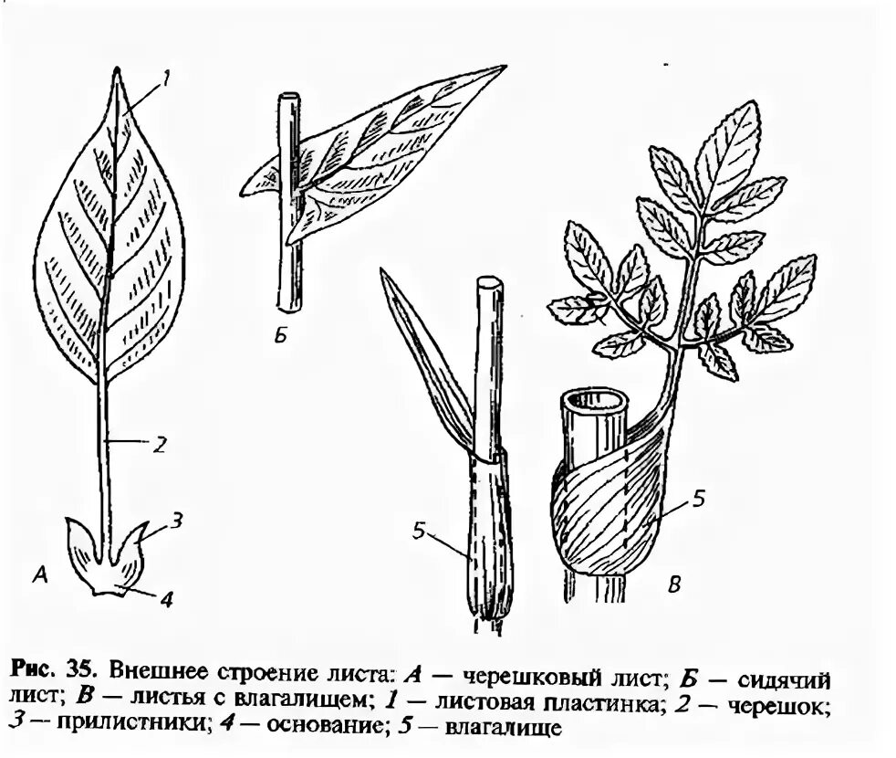 Черешковый лист рисунок. Черешковый лист рисунок