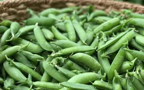 Pea plants