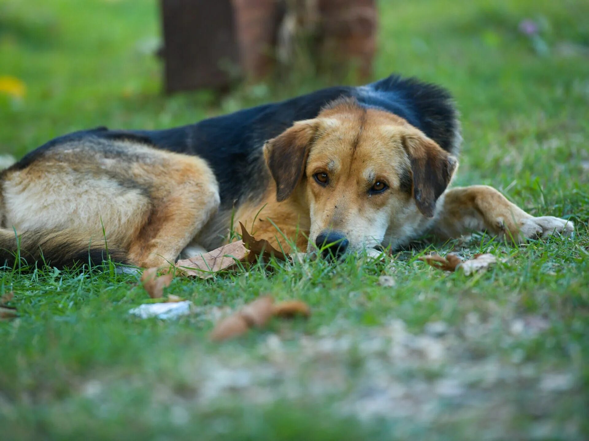 Чистокровный сенбернар. 500 собак. Пазл educa коллаж собаки (17963), 500 дет. Большие ленивые собаки. Витамины для собак полидекс мультивитум 500 таб.
