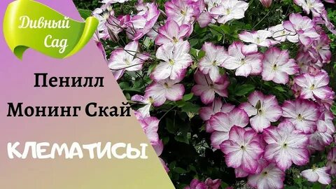 Монинг скай