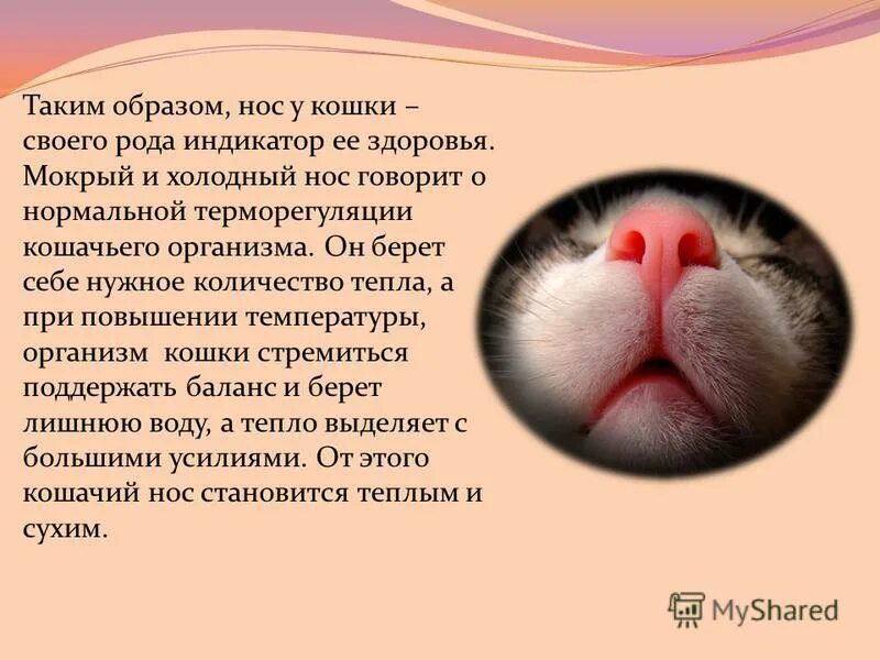 У кота мокрый и холодный нос. Почему у котов мокрый нос. Холодный мокрый нос у кошки. Кошка сопит носом