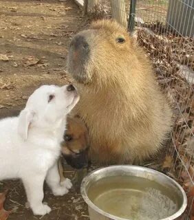My pets capybaras