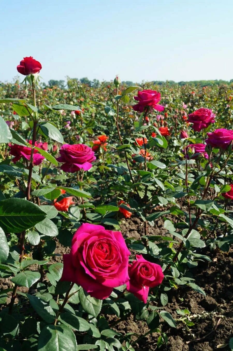 Липецкая долина роз. Питомники роз краснодарского края саженцы. Питомник роз ольга розы краснодарский край. Роза сад +саженцы роз. Питомник долина роз краснодарский.