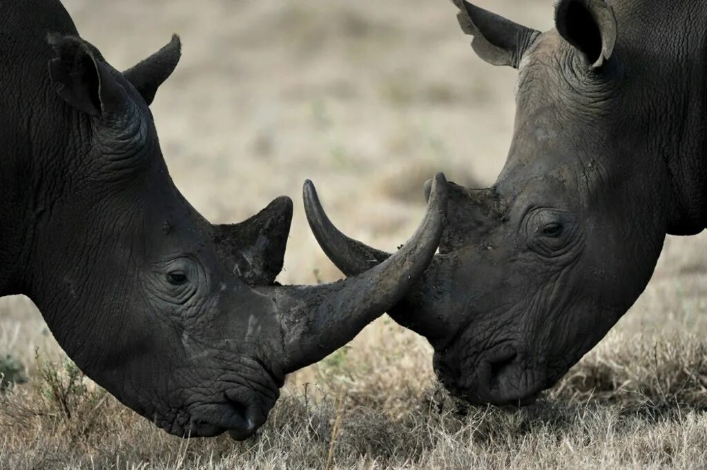 Как выглядит черный носорог File:White Rhinoceros, Mala Mala Game  Wikipedia