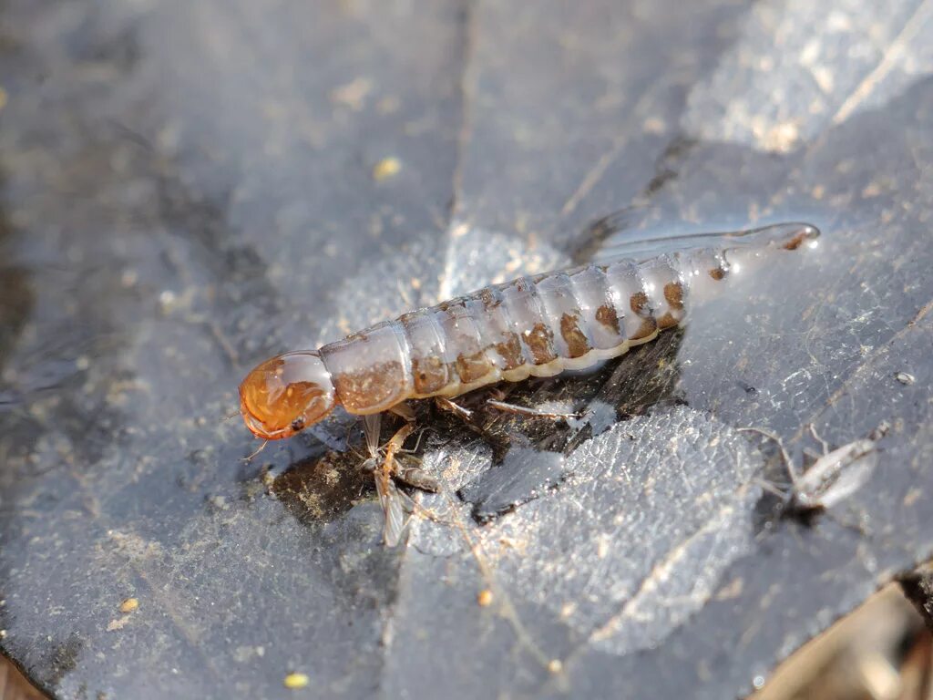 Личинки Жуков плавунцов. Личинка жука плавунца. Личинка водного жука Dytiscidae. Личинка личинка плавунца. Личинка плавунца и стрекозы