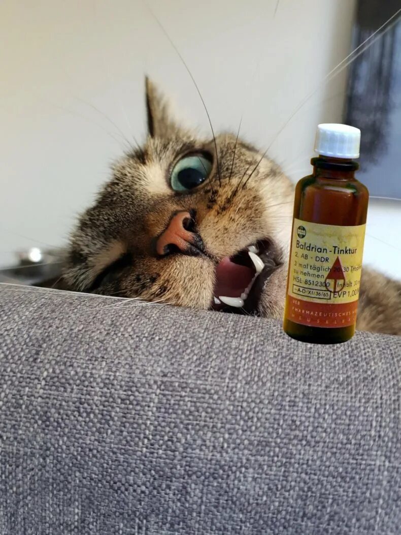 Можно котам валерьянку