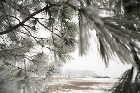 Благодаря морозам