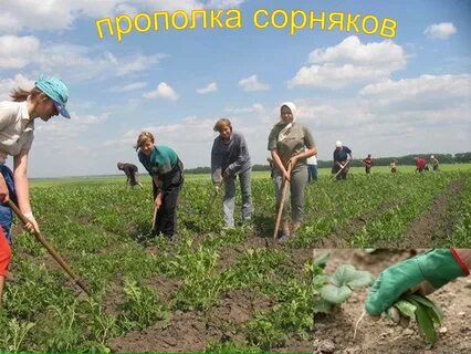 Что такое полят