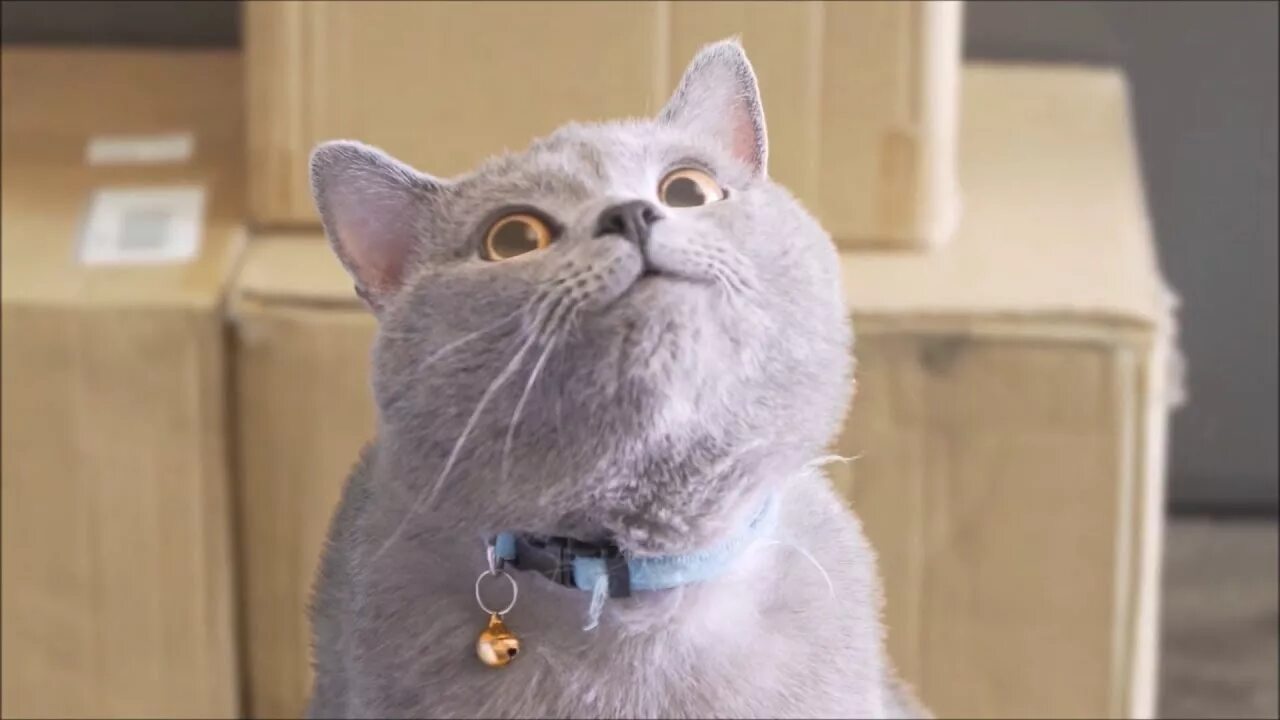 Mike cat