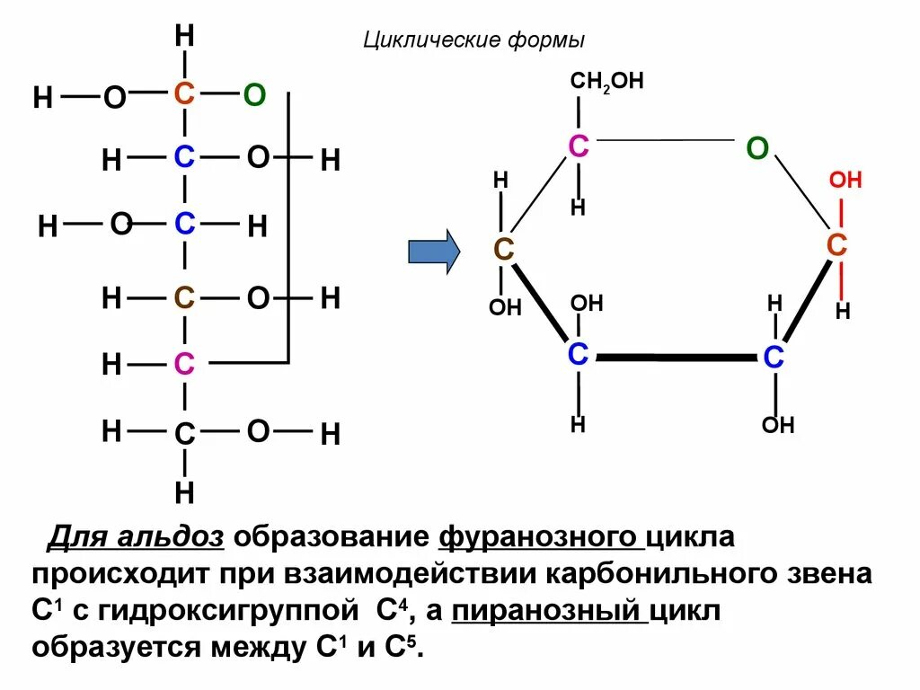 Фруктоза гидроксильная группа. Пиранозный цикл рибозы. Образование циклической формы альдозы. Галактоза пиранозный цикл. Пиранозный цикл Глюкозы.