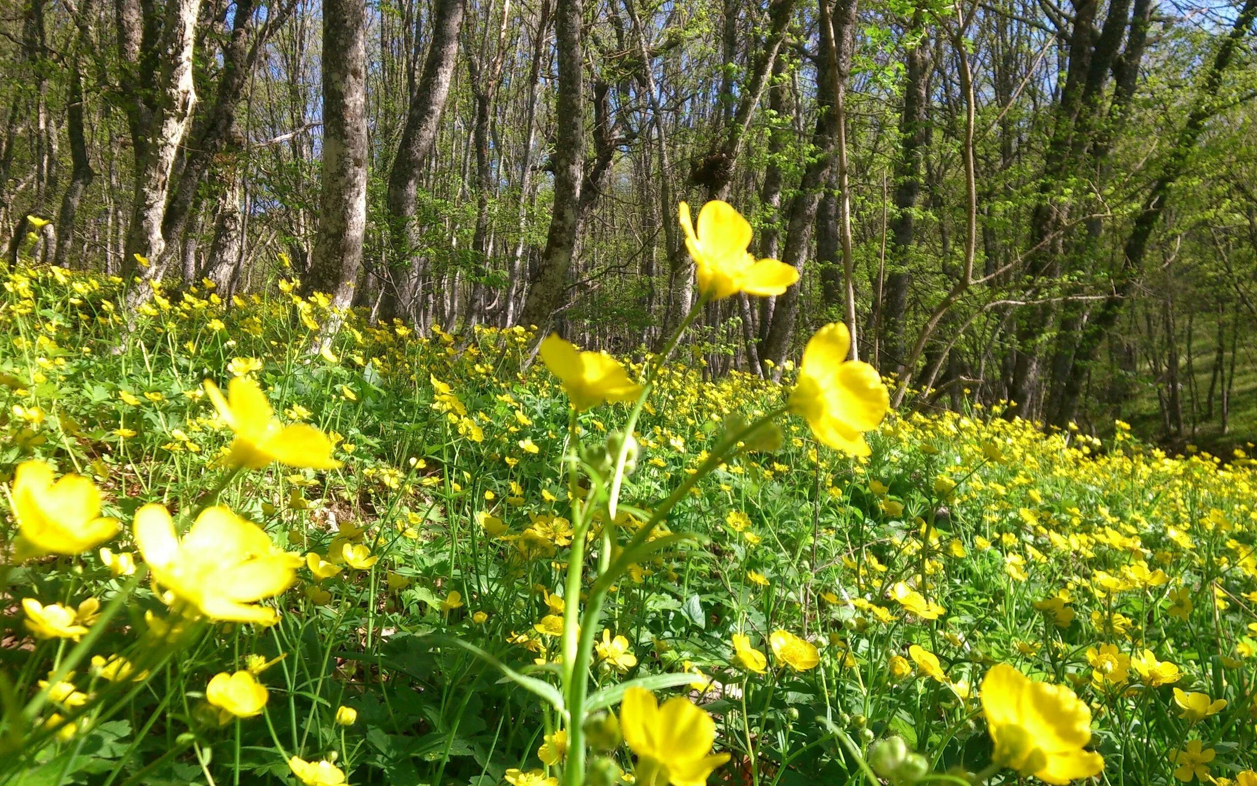 Free Images : nature, forest, spring, mud, botany, flora, plants, yellow flower,