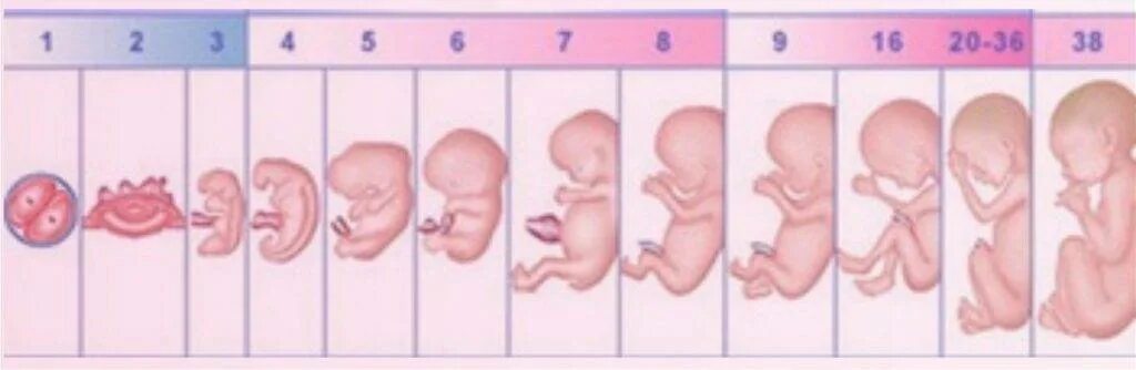 2 9 беременности. Как выглядит эмбрион человека по месяцам. Схема развития ребенка в утробе матери. Беременность по неделям 3 недели фото плода по неделям. Стадии развития плода по неделям.
