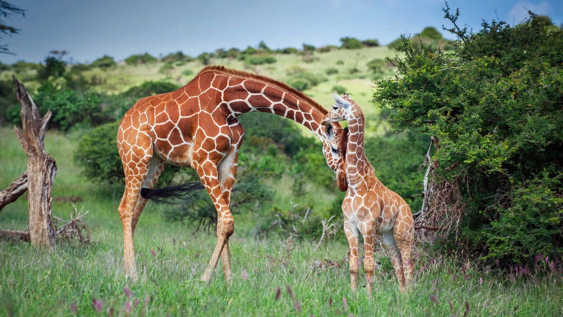 Родезийский Жираф. Африка Саванна Жирафы. Южноафриканский Жираф. Масайский Жираф. Жираф африканское животное