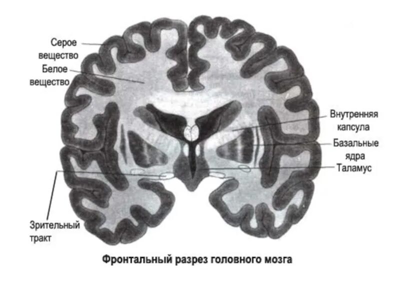 Строение мозга серое и белое вещество. Серое вещество головного мозга анатомия. Серое и белое вещество головного мозга анатомия. Головной мозг строение серое и белое вещество. Структура белого вещества мозга.