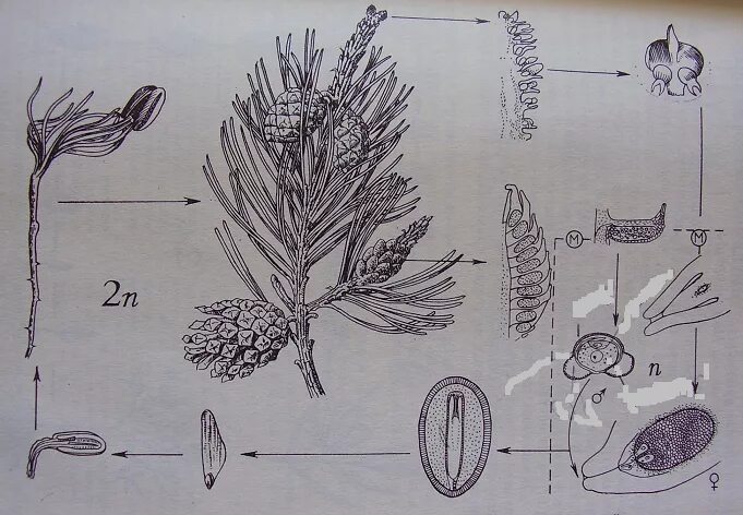 Жизненный цикл голосеменных растений. Диаграмма цветка голосеменных растений рисунок. Цикл развития голосеменных схема. Жизненный цикл сосны обыкновенной.
