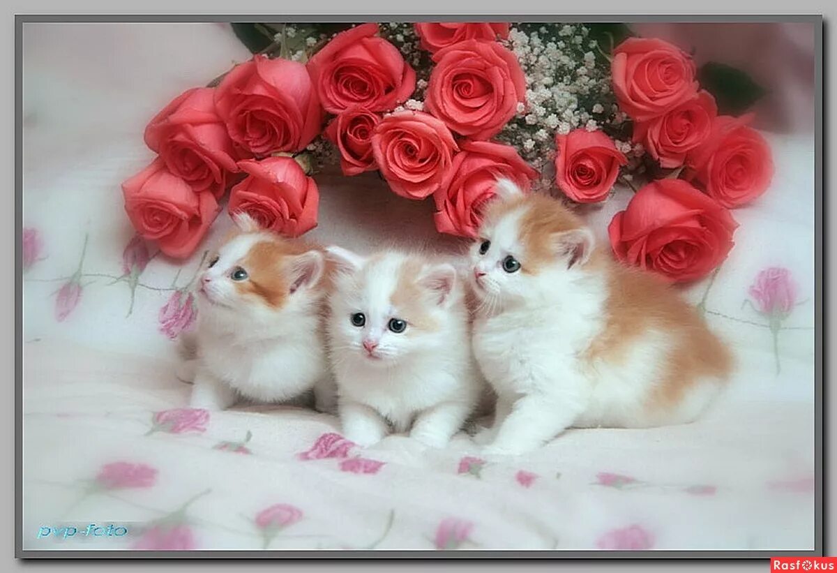 Цветы любимому котенку. Открытки с котятами красивые. Открытка с днём рождения с котятами. Открытки с котятами и цветами. Открытка моей подруге.