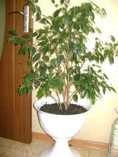 Фикус тень