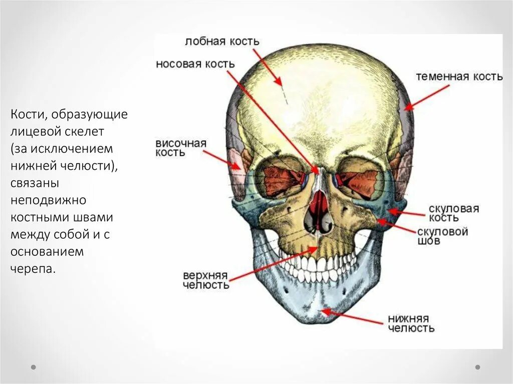 Кости лицевого отдела черепа анатомия. Непарная подвижная кость лицевого черепа. Особенности строения костей лицевого черепа. Перечислите кости лицевого отдела черепа. Череп кости лица