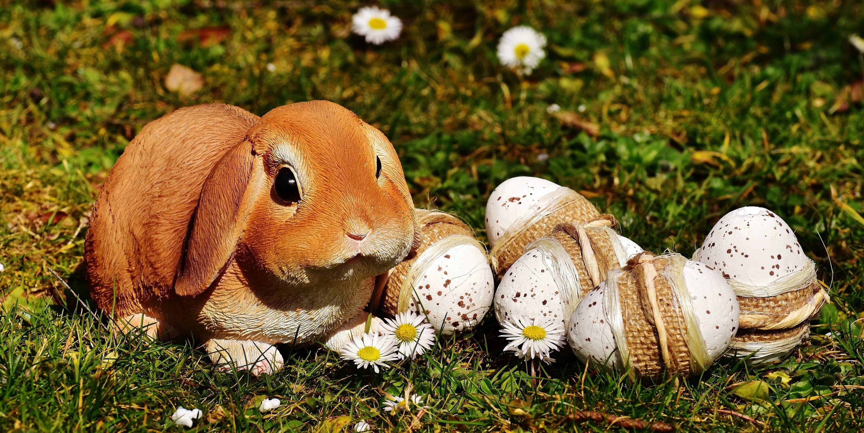 Rabbit egg