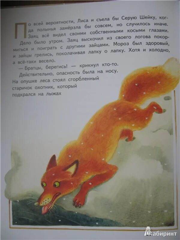 У серой шейки замерло сердце. Серая шейка. Рассказ серая шейка. Сказка мамин Сибиряк серая шейка. Пересказ серая шейка.
