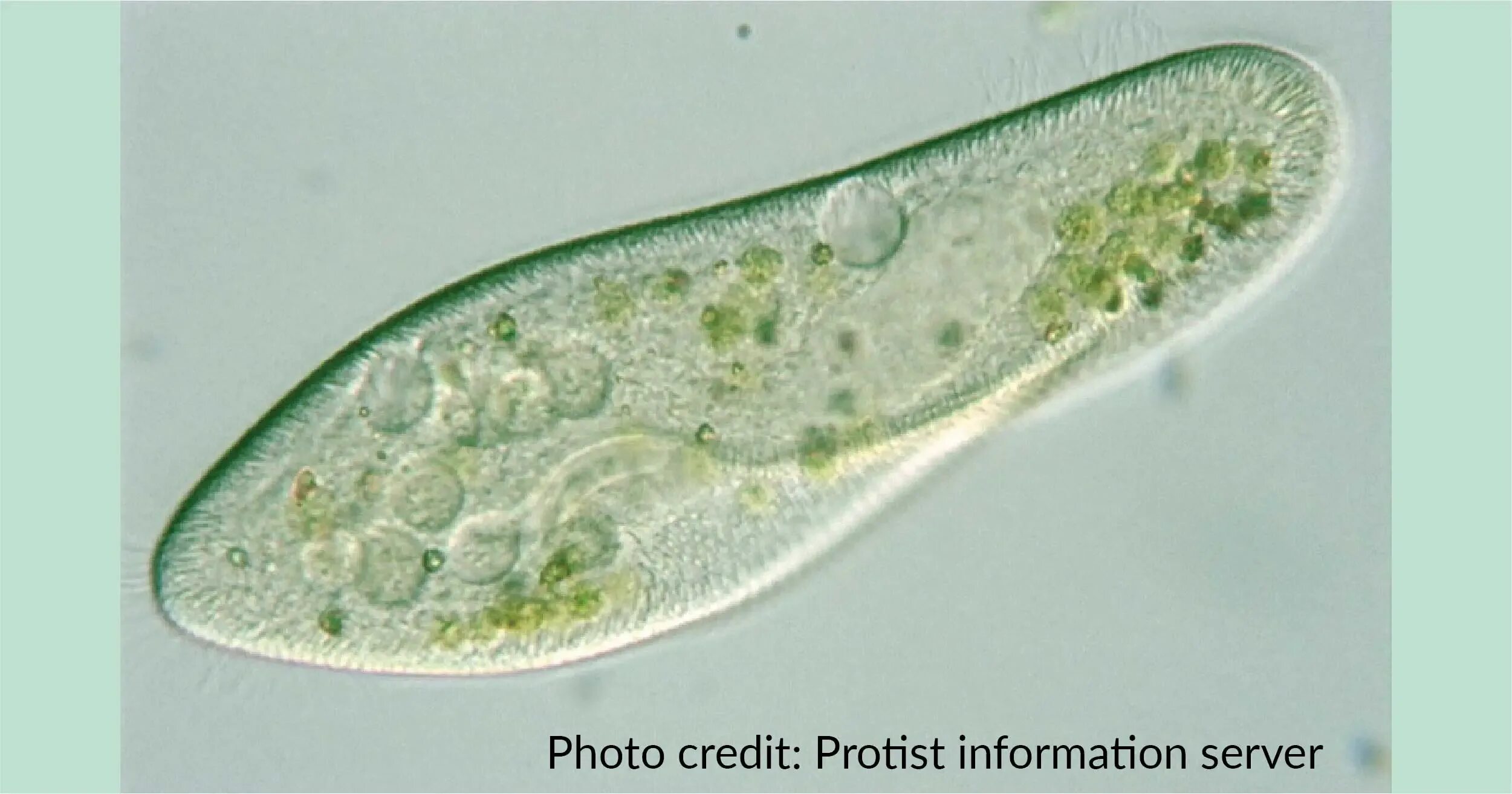 Инфузории туфельки в пробирке. Инфузория туфелька Paramecium caudatum. Инфузории Paramecium. Инфузория туфелька в микроскопе. Инфузория Бурсария.