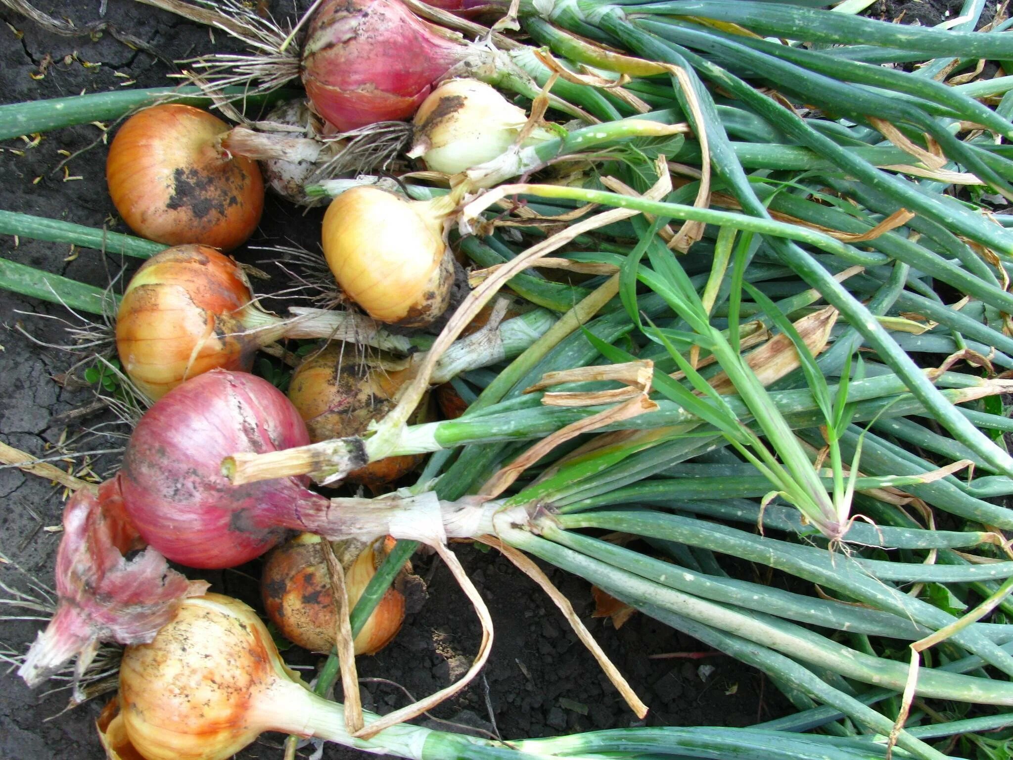 Лук эксибишен цветет. Лук эксибишен f1. Лук эксибишен гигант. Как вырастить большой лук. Лук репчатый эксибишен.