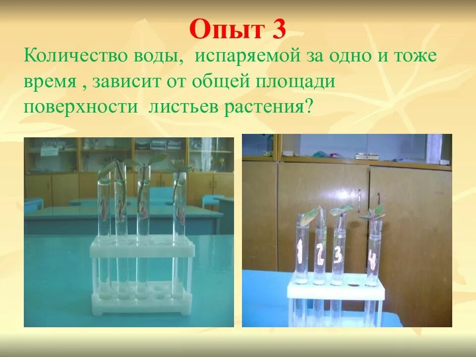 Эксперимент испарение. Испарение воды опыты опыты. опыт испарение воды растениями. эксперименты по испарению воды. опыт по испарению воды растениями.