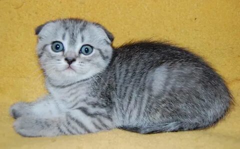 Шотландская вислоухая кошка девочка