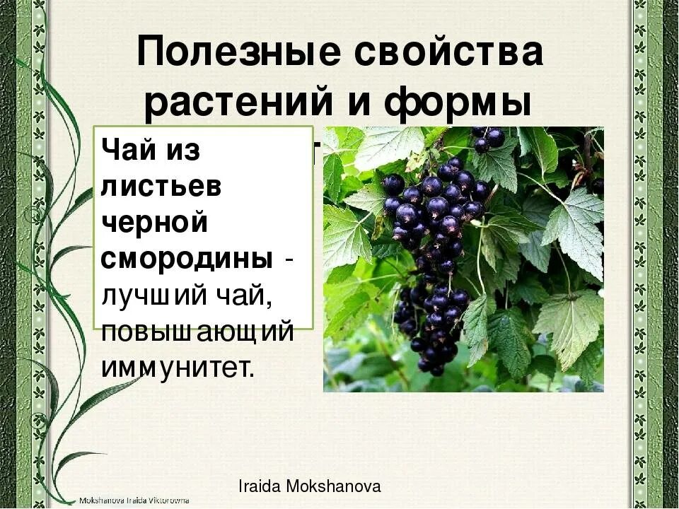 Листья черного польза. Смородина листья полезные. Черная смородина лекарственное растение. Смородина чёрная листья. Форма листа черной смородины.