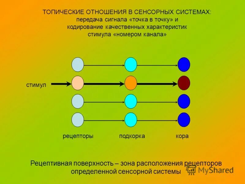 Уровни сенсорных систем