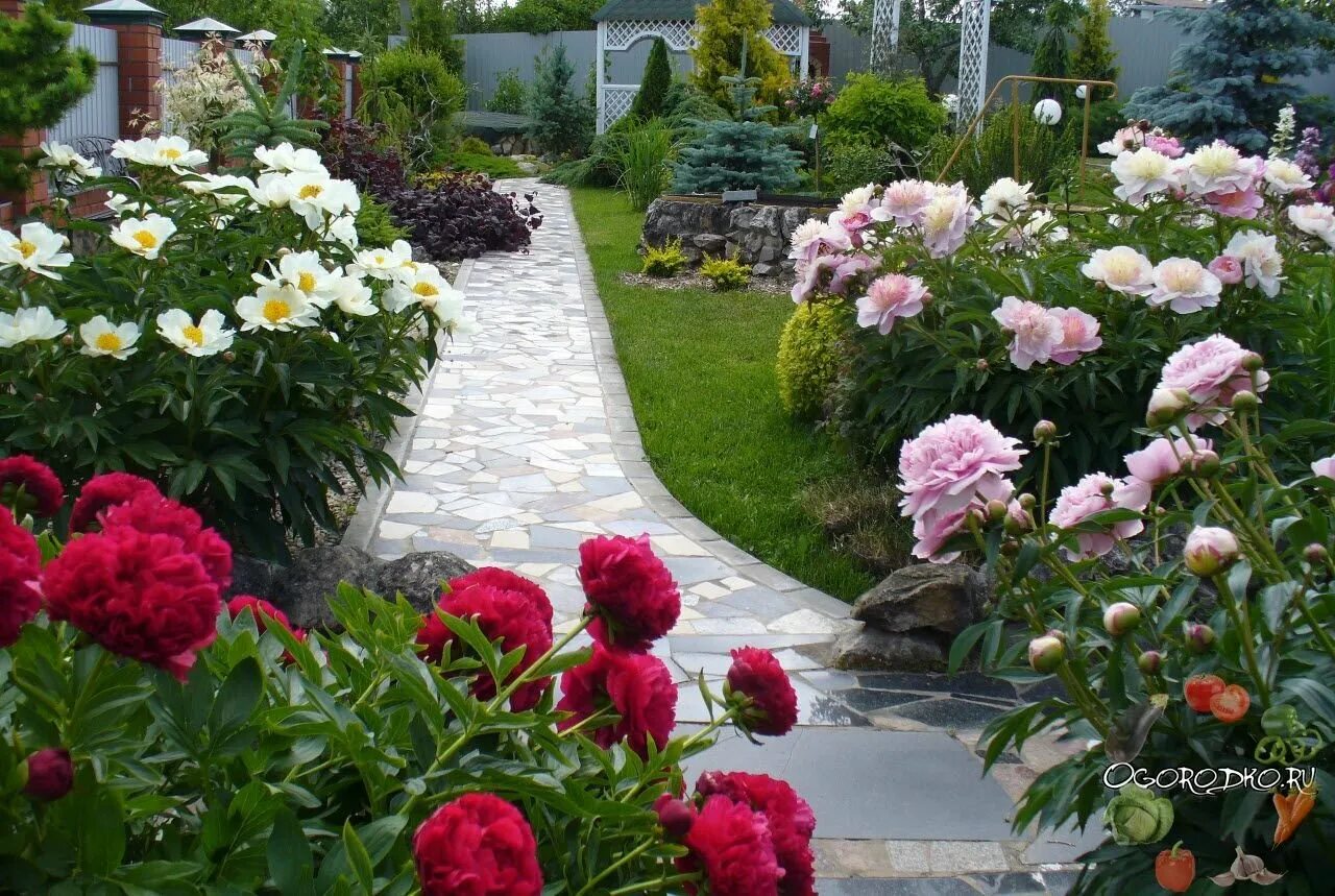 Какие цветы рядом с розами. Belgravia пион. Розарий и патио. Пион патио в саду. Моноцветник розарий.