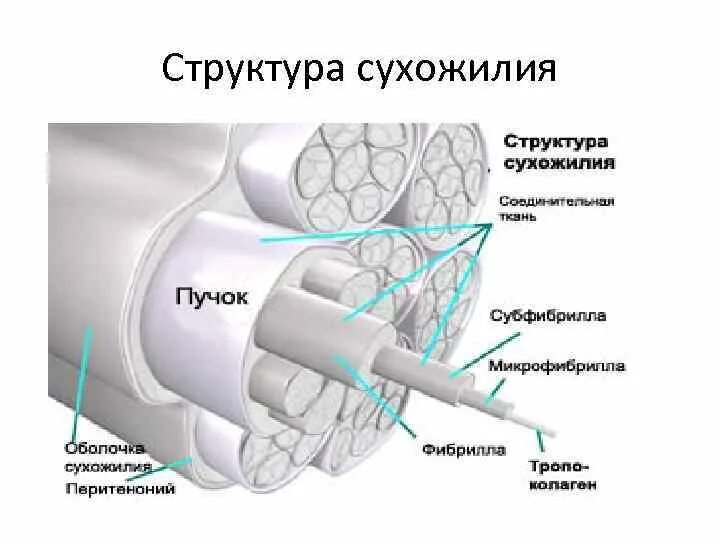 Структура сухожилия