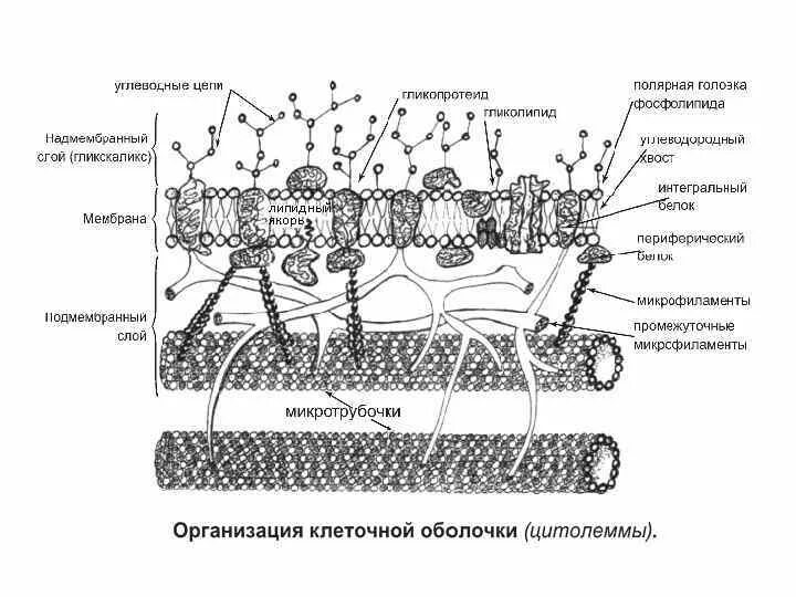 Цитолемма это. Строение клеточной мембраны плазмолеммы. Клеточная мембрана гликокаликс. Строение плазмолеммы гистология. Схема строения плазмолеммы.