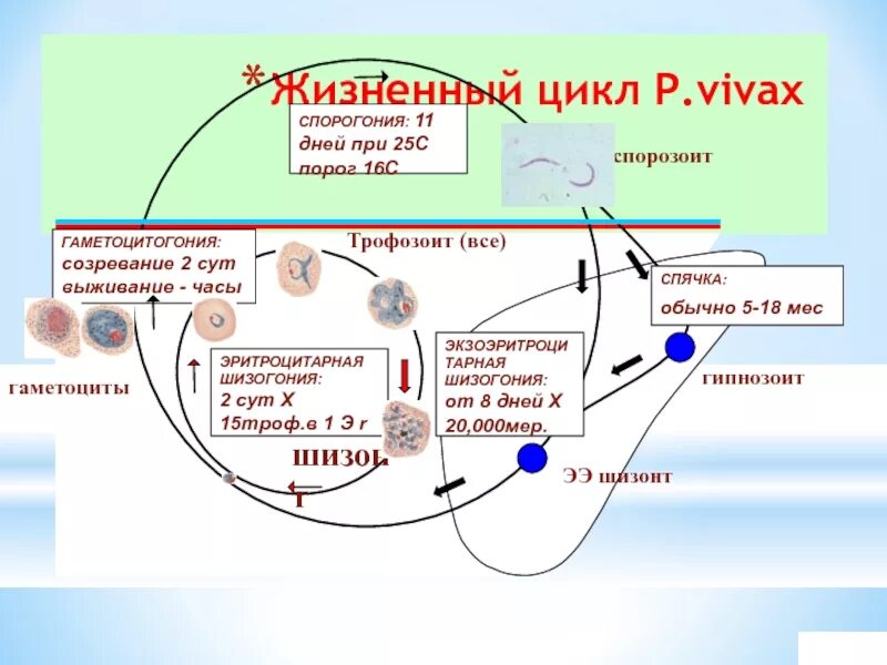 Жизненный цикл возбудителя. Цикл развития плазмодия Вивакс. Цикл развития Plasmodium Vivax. Plasmodium Vivax жизненный цикл. Стадии жизненного цикла малярийного плазмодия.