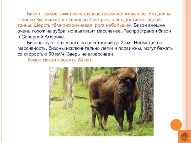 Бизон охраняемая территория 2 класс. Бизон охраняемая территория 2 класс