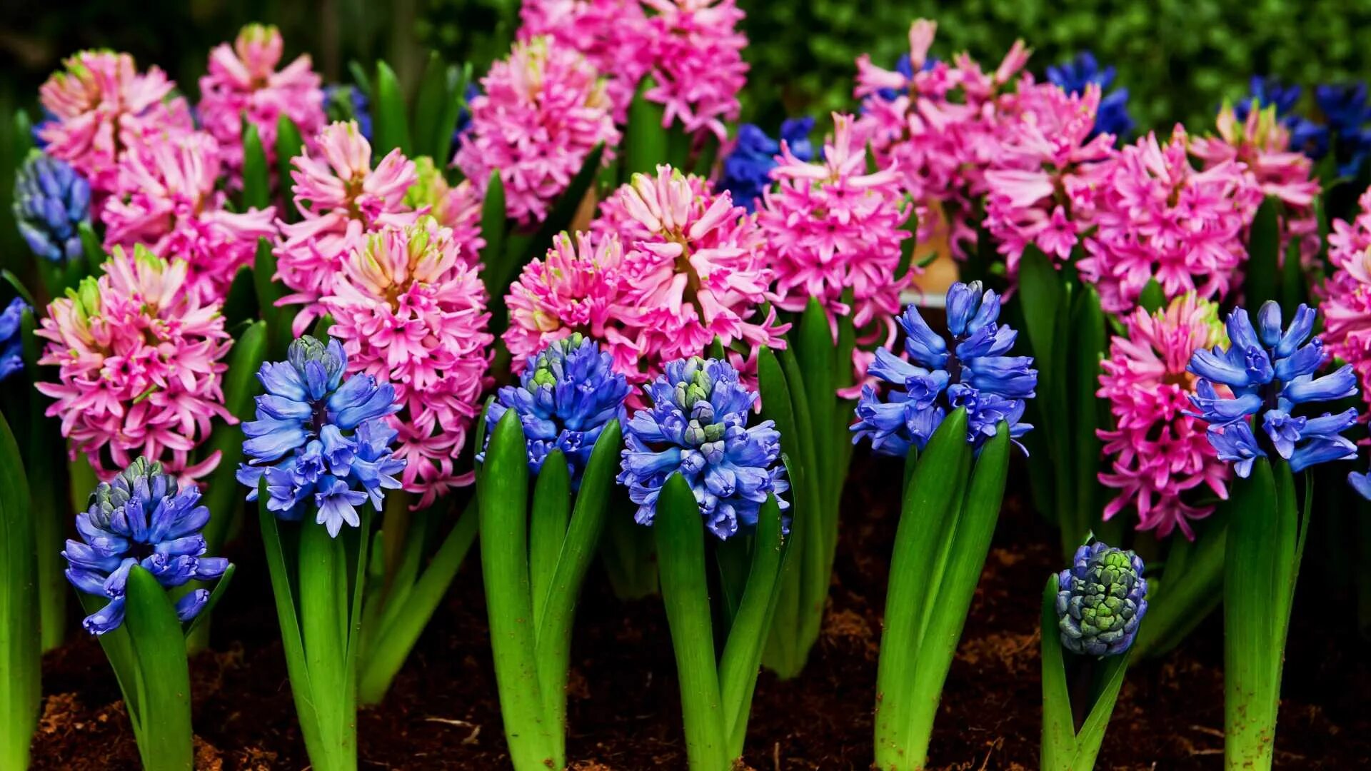 Гиацинт закаспийский. Гиацинт зацвел. Гиацинт зацвел. Весенние цветы луковичные гиацинт. Луковичный цветок гиацинт.