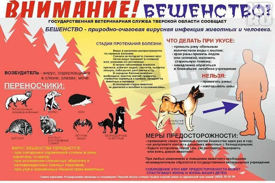 Может собака заразиться от человека