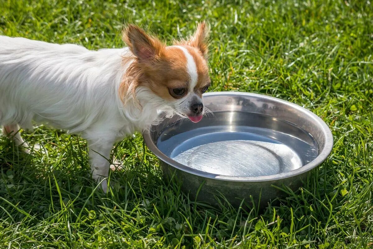 Собака отказывается пить воду. Чихуахуа Дафни. Собачья миска. Миска для собак. Миска с водой для собаки.